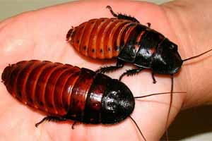 Cucaracha gigante de Madagascar
