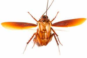 Cucarachas voladoras: cuáles son, de dónde salen, cómo matarlas