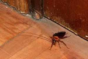 Cómo saber si hay cucarachas en casa: qué significa tener un nido, una plaga