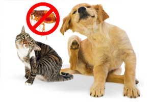 Cómo eliminar pulgas en perros, gatos, de la casa