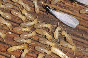 Cómo eliminar termitas