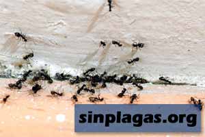Cómo eliminar hormigas en casa