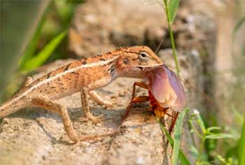 Depredadores y enemigos naturales de las cucarachas