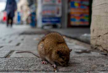¿Qué pasa si se extinguen las ratas?